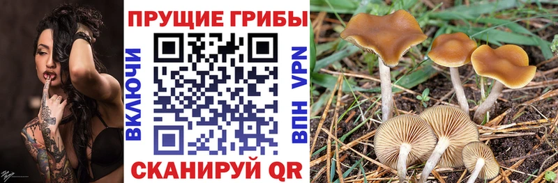 OMG ссылки  даркнет сайт  Киренск  Галлюциногенные грибы Psilocybine cubensis 